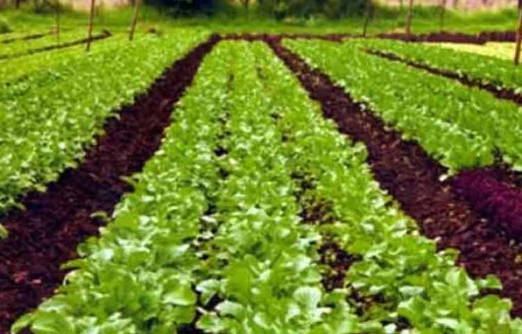 স্বাস্থ্য আর অর্থ দুটোই এক সঙ্গে পেয়েছেন অভিষেক। প্রতিদিন এখন ৪০ হাজার রুপি উপার্জন তার। এতদিন যে পেশাকে এড়িয়ে চলতেন, এখন সেটাই তার কাছে গর্বের, জানাচ্ছেন অভিষেক।