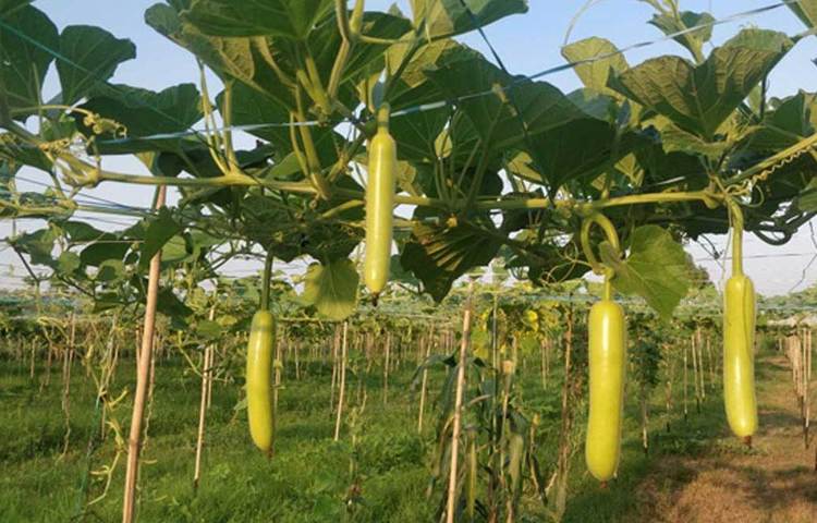 ভারতের দিল্লির পাল্লা গ্রামে জন্ম অভিষেক ধাম্মার। তার বাবাও চাষি। পারিবারিক ২৫ একর জমিতে তিনি চাষ করতেন। কিন্তু অভিষেকের স্বপ্ন অন্য ছিল। ছোট থেকেই তিনি চাষবাসের বিরোধী ছিলেন।