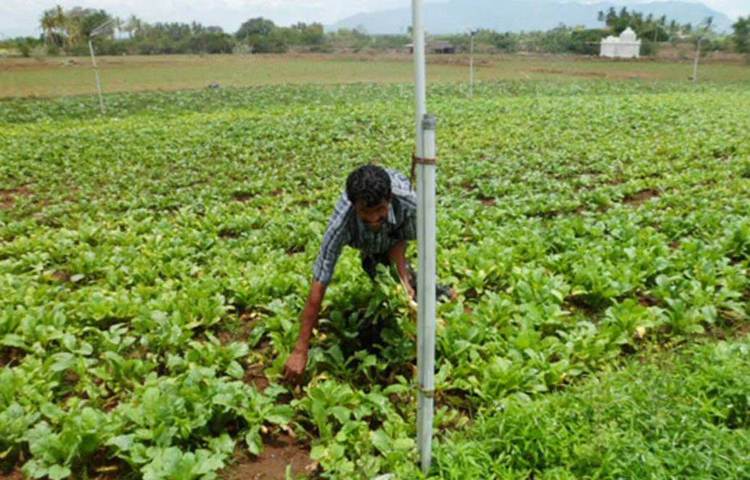 বাবার কৃষিকাজে কোনো সাহায্যই করবেন না, তা প্রথম থেকেই পরিবারকে ভালভাবে বুঝিয়ে দিয়েছিলেন অভিষেক। নিজের চাকরি এবং ভবিষ্যৎ নিয়ে সমস্ত পরিকল্পনাও করে ফেলেছিলেন।