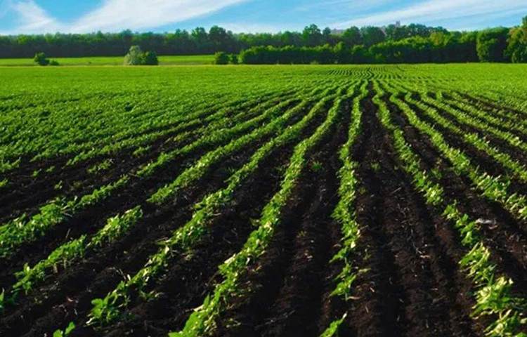 কী এমন ঘটল যে অভিষেক চাষাবাদে কৌতূহলী হয়ে পড়লেন? এবং একজন চাষি হয়ে গেলেন? এর সূত্রপাত ২০১৪ সালে, স্নাতক হওয়ার ঠিক পড়েই।