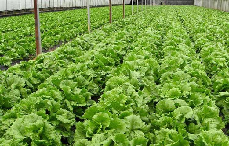 চিরকালই নিজের স্বাস্থ্য সম্বন্ধে ভীষণ সচেতন অভিষেক জিম শুরু করার পর ক্রমে বুঝতে শুরু করেন, সুস্থ থাকার জন্য সঠিক পুষ্টির কতটা প্রয়োজন। তার ডায়েট কীভাবে স্বাস্থ্যকর হয়ে উঠবে, তা নিয়ে বিস্তর গবেষণা শুরু করে দেন। খাবারে কীটনাশকের মতো ক্ষতিকর রাসায়নিক এড়ানোর জন্য প্রথমে একটা ছোট বাগান করেন।