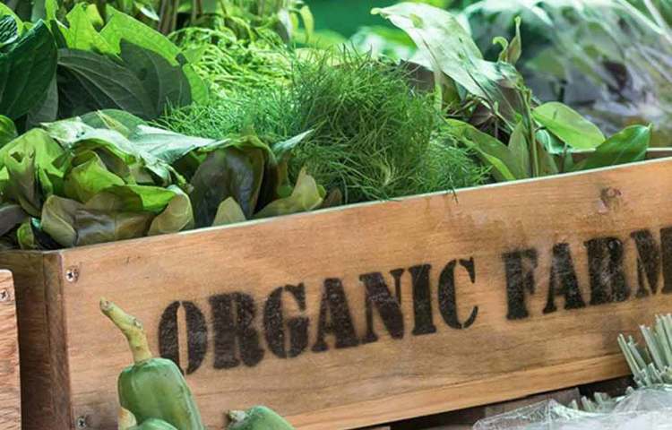 যমুনা নদীর তীরে তাদের ছোট একটা জমি ছিল। ঠাকুরদা সেখামে মন্দির করে দিয়েছিলেন। নদীর তীরে হওয়ায় জমির উর্বরতাও খুব বেশি ছিল। নিজেদের চাষাবাদের বিশাল জমির দিকে না গিয়ে বাড়ি থেকে কিছুটা দূরে এই জমিতেই নিজের জন্য জৈব চাষ করতে শুরু করে দেন। কারণ সঠিক প্রশিক্ষণ বা অভিজ্ঞতা ছাড়া পারিবারিক ২৫ একর জমিতে জৈব চাষে ভরসা পারছিলেন না তিনি।