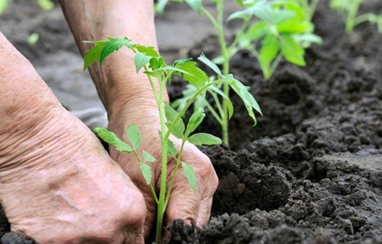 এক বছর পর যে ফলন তিনি পেলেন, তার সঙ্গে স্বাদে, রঙে বাজারে বিক্রি হওয়া ফসলের বিস্তর ফারাক নিজের চোখেই দেখতে পেলেন। সঙ্গে জৈব চাষের অভিজ্ঞতাও হল। এরপর তিনি পারিবারিক ২৫ একর জমিতে জৈব চাষ করা শুরু করলেন। বাড়িতে জৈব সার বানিয়ে ফসল ফলানো শুরু হল।