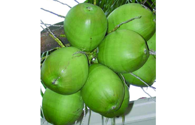 শরীরে পানির ঘাটতি দূর হবে: ডাবের পানি শরীরের অন্দরে প্রবেশ করা মাত্র পানির ঘাটতি মিটতে শুরু করে। সেই সঙ্গে এতে উপস্থিত ইলেকট্রোলাইট কম্পোজিশান ডায়ারিয়া, বমি এবং অতিরিক্ত ঘামের পর শরীরে ভিতরে খনিজের ঘাটতি মেটাতে বিশেষ ভূমিকা পালন করে থাকে। সেই কারণেই তো গরমকালে ডাবকে রোজের সঙ্গী করার পরামর্শ দিয়ে থাকেন চিকিৎসকেরা।