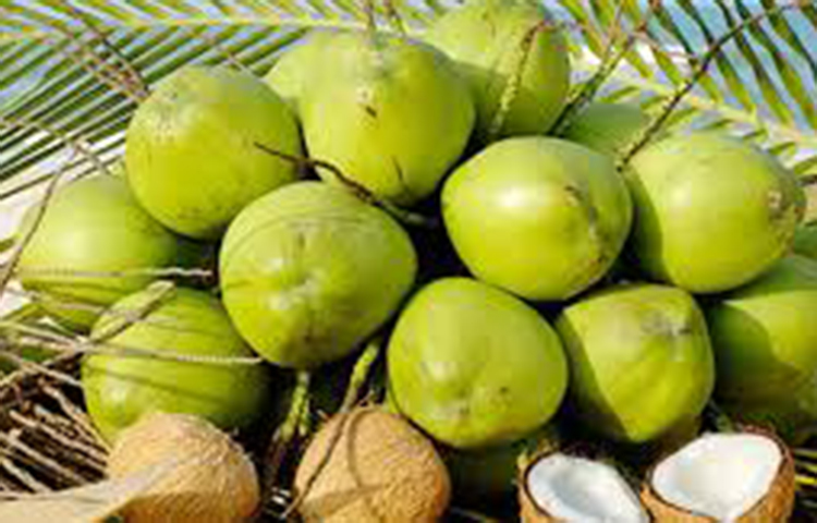 শরীরের বয়স কমবে: খাতায় কলমে বয়স বাড়লেও শরীরের বয়স কি ধরে রাখতে চান? তাহলে আজ থেকেই ডাবের পানি খাওয়া শুরু করুন। দেখবেন উপকার পাবেন। আসলে ডাবের পানি রয়েছে সাইটোকিনিস নামে নামে একটি অ্যান্টি-এজিং উপাদান, যা শরীরের উপর বয়সের ছাপ পরতে দেয় না। সেই সঙ্গে ত্বকের সৌন্দর্য বাড়াতেও বিশেষ ভূমিকা পালন করে থাকে।