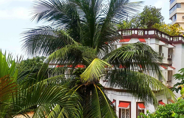 বাংলোর বাইরেটা আগাগোড়া সাদা রং করা। ২০টা বেডরুম রয়েছে এতে। এক একটা ঘর এতটাই বড় যে, তাতে ১০০ লোক দাঁড়িয়ে পড়তে পারবেন। আর এর হল রুমে ৭০০-৮০০ জন লোক একসঙ্গে ঘুরে বেড়াতে পারবেন। এই হল রুমেই জাটিয়া পরিবারের মেয়েদের বিয়ের অনুষ্ঠান হয়েছিল।