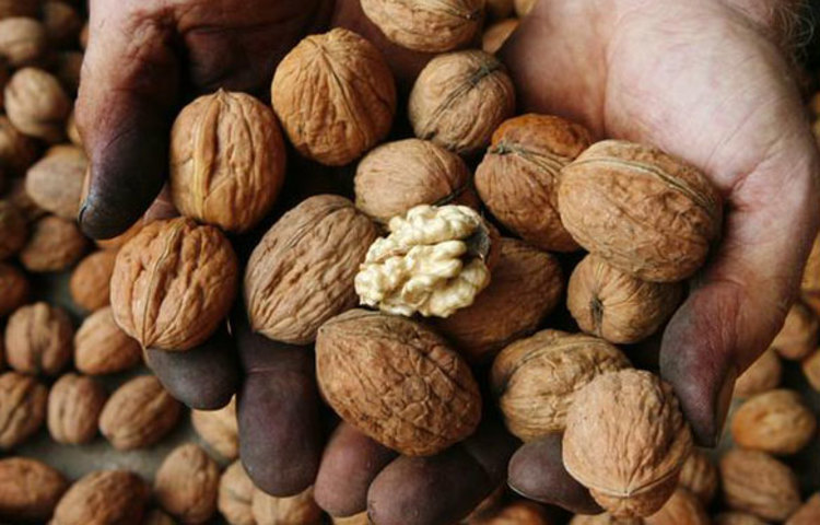 বিভিন্ন বাদাম বিশেষ করে আখরোট, সামুদ্রিক মাছ, শাক-সবজি, ফল, গ্রিন- টিসহ বিভিন্ন চা। যা শরীর এবং মস্তিষ্কের জন্য খুবই উপকারী। পড়াশোনার মাঝে পাকা টমেটো বা টমেটোর জুসও খাওয়া যেতে পারে। কারণ মাত্র ১০০ গ্রাম টমেটোতে আছে ২৫ গ্রাম ভিটামিন ‘সি’ এবং পটাশিয়াম। কাজেই পান করতে পারেন ছাত্র-ছাত্রীরা টমেটোর জুস বা অন্য কোন ফল বা সবজির রসও।