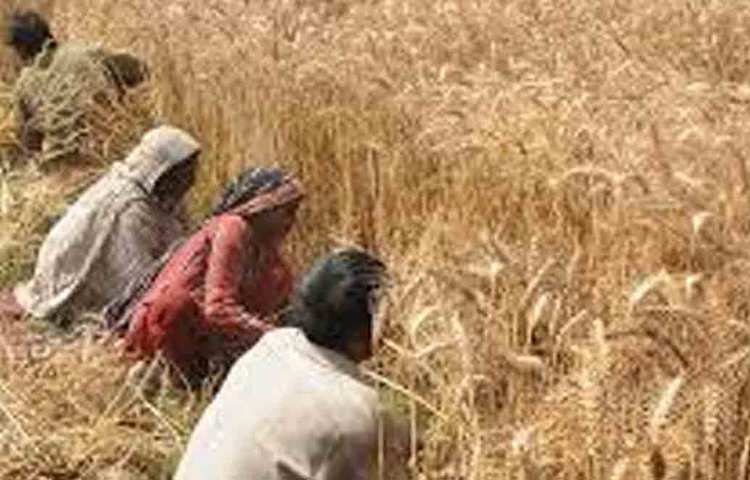 তার আগে পাকিস্তানের গ্রামাঞ্চলে ঘুরলেন হারুন। অন্তরঙ্গ হয়ে মিশলেন কৃষিজীবীদের সঙ্গে। দেখলেন, প্রায় সব পরিবারেই আর কিছু না হোক, একটি করে অন্তত স্মার্টফোন আছে।