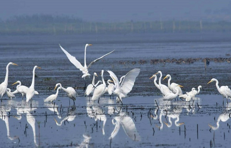 প্রতিবছর শীত এলেই মেরু অঞ্চল থেকে লম্বা পথ পাড়ি দিয়ে ভিনদেশি এই পাখিরা আসে বাংলার প্রকৃতিকে রাঙিয়ে তুলতে। বিনিময়ে তারা একটু খাবার ও নিরাপদ আশ্রয়ের গ্রহণ করে। আর শীত কমলেই ফিরে যায় নিজ দেশে। ছবি: মামুনূর রহমান হৃদয়