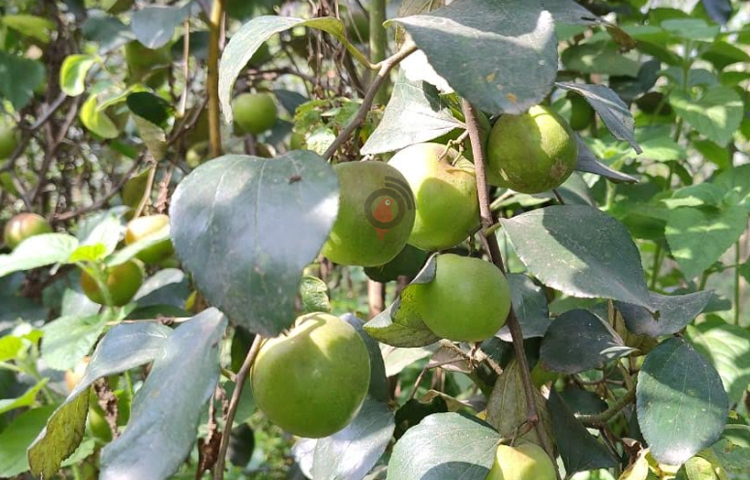 মুসলিম উদ্দিন বলেন, ৬ বছর ধরে আমি কৃষি কাজ করে যাচ্ছি। মিরসরাই উপজেলা কৃষি অফিসের একটি টিমের সাথে ফটিকছড়ি উপজেলার হেঁয়াকো এলাকায় একটি কুল বাগান ভিজিট করি। এরপর এসে বরই বাগান করার মনস্থির করেছি। ছবি: এম মাঈন উদ্দিন