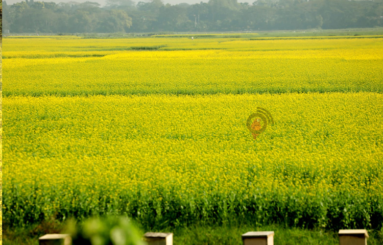 শীত মৌসুমে সরিষা ক্ষেতে খাঁচায় মৌ-চাষ (মধু চাষ) বেশ জনপ্রিয় হয়ে উঠেছে। ছবি: মাহবুব আলম
