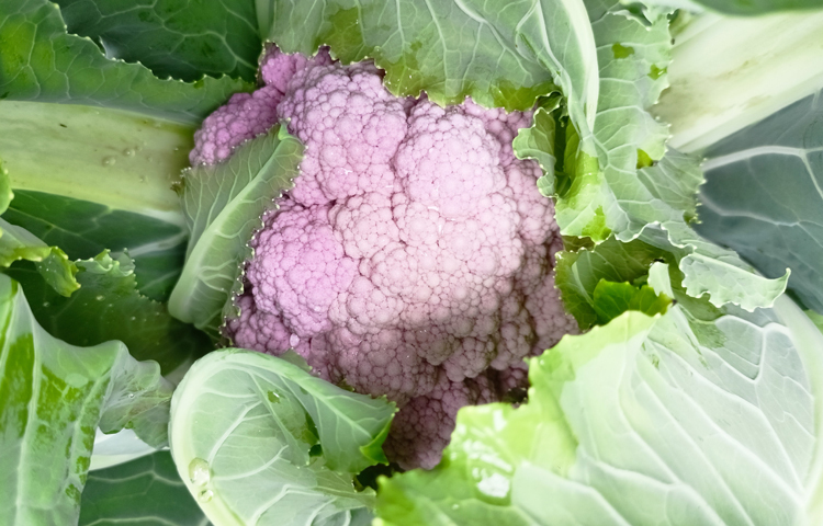 সাধারণ ফুলকপি রোপণ থেকে বিক্রির উপযুক্ত হতে তিনমাস লাগে, অন্যদিকে রঙিন ফুলকপি  ১০ দিন আগেই বিক্রির উপযুক্ত হয়ে যায়। তাছাড়া আকারেও বড় হয়। ছবি: বিধান মজুমদার অনি