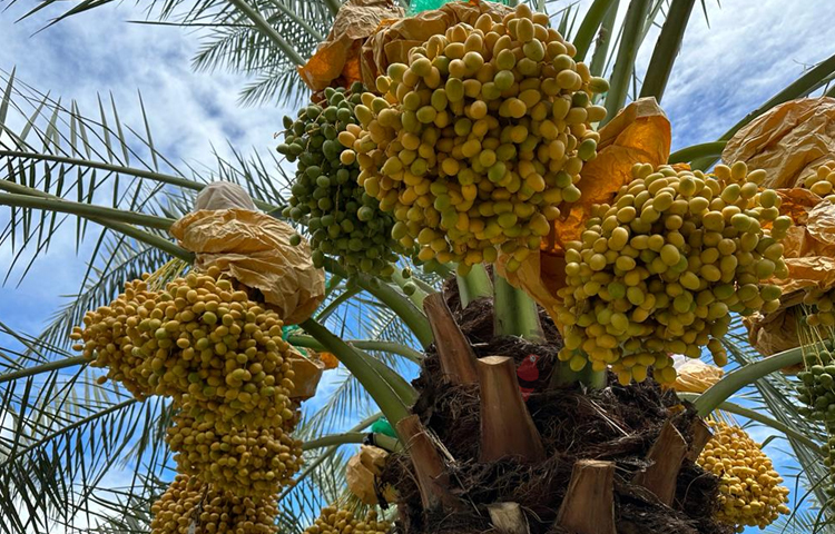 সড়কের দুপাশে কোথাও নারিকেল বাগান, কোথাও হাজার হাজার তাল গাছের বাগান, আবার কোথাও পেঁপে, পেয়ারাসহ নানা সবজি বাগান দেখে খুব ভালো লাগে। প্রায় ১০ কিলোমিটারজুড়ে শুধু লবণ চাষ চোখে পড়বে। ছবি: এম মাঈন উদ্দিন