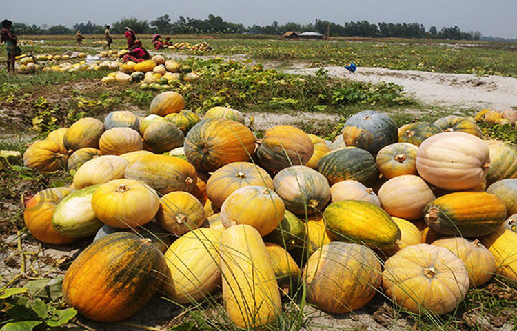 মিষ্টি কুমড়ার আকার পেটমোটা গোল এবং পাকা অবস্থায় এর ভিতরের অংশ উজ্জ্বল কমলা বর্ণের হয়ে থাকে। এটি প্রধানত তরকারি রান্না করে খাওয়া হয়। অনেকে আবার ফল হিসেবেও খেয়ে থাকে। ছবি: জাগো নিউজ