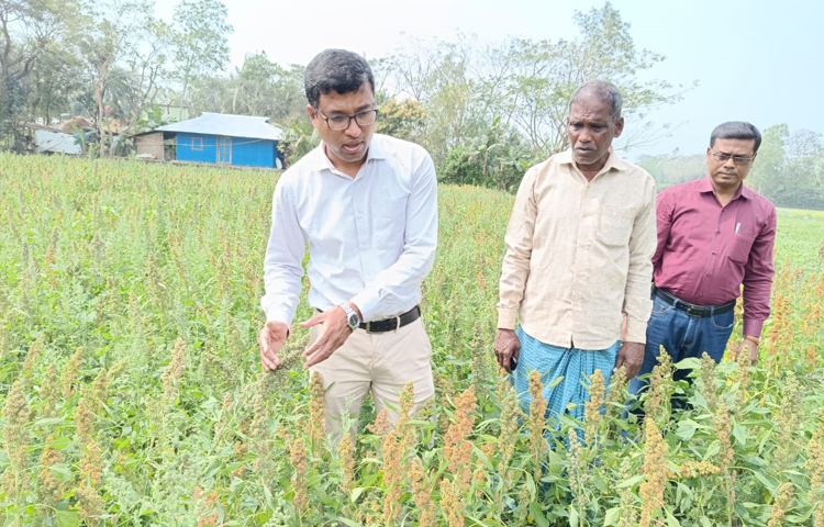 উপজেলা কৃষি কর্মকর্তা প্রতাপ রায় বলেন, অনেকটা সরিষা চাষের পদ্ধতিতে হওয়ায় খরচ ও সময় দুটোই কম লাগে। ৪-৫ দিনের মধ্যে গাছ গজাতে শুরু করে। ১ মাস পর ইউরিয়া ব্যবহার করে জমি লোল আকারে করে মাটি উঁচু করে গাছগুলো সারিবদ্ধ করা হয়। ১০-১৫ দিনের মধ্যে ঘরে তোলা যায়। আগামীতে কিনোয়া চাষের প্রচুর সম্ভাবনা আছে। ছবি: এম মাঈন উদ্দিন