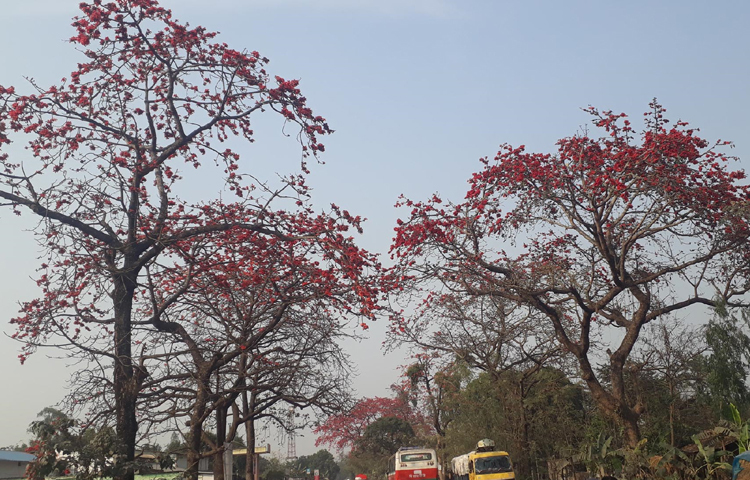 শিমুলের তুলার রয়েছে আলাদা কদর। শিমুলের বিচি ও তুলা দিয়ে তৈরি বালিশ শিশুদের মাথার আকার সৌন্দর্য বর্ধনে বিশেষ ভূমিকা রয়েছে। ছবি: এমদাদুল হক মিলন