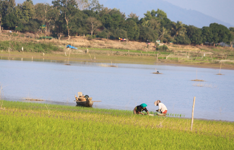 জলে ভাসা জমিতে ধানচাষে ব্যস্ত কৃষক। ছবি: আরমান খান