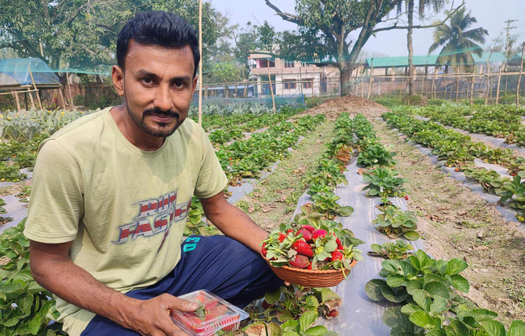 কৃষি উদ্যোক্তা রঞ্জু প্রথমবারের মতো মাত্র ১৪ শতক জমিতে ২ হাজার ৩০০ চারা রোপণ করেছেন। জানুয়ারি মাসের প্রথম সপ্তাহে এসব গাছে ফুল আসতে শুরু করে। ছবি: মো. জামাল হোসেন