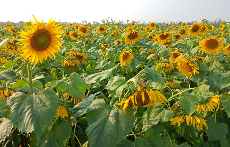 জানা গেছে, এখানকার মাটি ও আবহাওয়া সূর্যমুখী চাষের জন্য বেশ উপযোগী। ছবি: মুজিবুর রহমান ভুইয়া