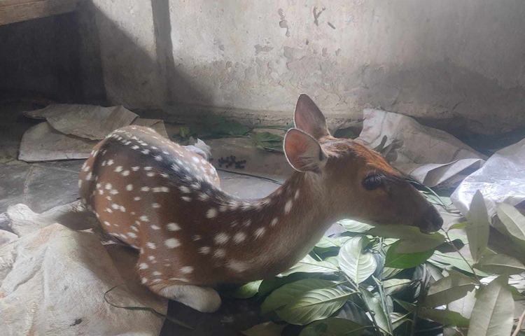 চট্টগ্রামের সীতাকুণ্ডে উপকূলীয় বন বিভাগের রেঞ্জ কর্মকর্তা মো. কামাল হোসেনের উদাসীনতায় মৃত্যুর মুখে শিকারির ফাঁদ থেকে উদ্ধার হওয়া একটি চিত্রা হরিণ। ছবি: এম মাঈন উদ্দিন