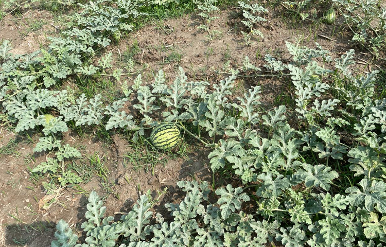 চলতি মৌসুমে ২০ কোটি টাকার তরমুজ উৎপাদন হবে বলে আশাবাদী উপজেলা কৃষি বিভাগ। ছবি: এম মাঈন উদ্দিন