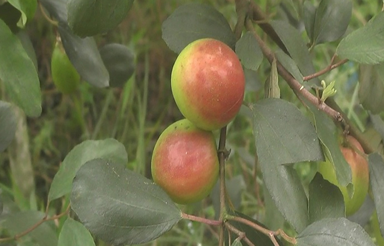 সফিকুল ইসলাম বলেন, দুই বন্ধু মিলে কিছু করবো, এমন চিন্তায় ১২ বিঘা জমির ওপর বরই বাগান গড়েছি। চাষাবাদে জৈব সার ও মালচিং পদ্ধতি ব্যবহার করেছি। যে কারণে ভালো ফলন দেখা যাচ্ছে। এখানে ২ জন শ্রমিক স্থায়ীভাবে এবং অস্থায়ীভাবে মজুরিতে আরও ৪-৫ জন কাজ করছেন। এ বছর বরই বিক্রি করে ৮-১০ লাখ টাকা লাভের আশা করছি। ছবি: আয়শা সিদ্দিকা আকাশী