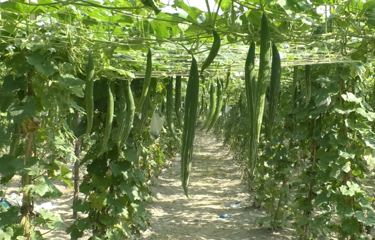 শুধু তাই নয়, মাচা পদ্ধতিতে সবজি চাষ করায় ক্ষেতে রোগ ও পোকামাকড়ের আক্রমণ তেমন না থাকায় কম খরচে বেশি ফলন পাচ্ছেন তারা। ক্ষেতে ব্যাপক ফলন হওয়ায় বেশি লাভবান হওয়ার স্বপ্ন দেখছেন। ছবি: জুয়েল সাহা বিকাশ