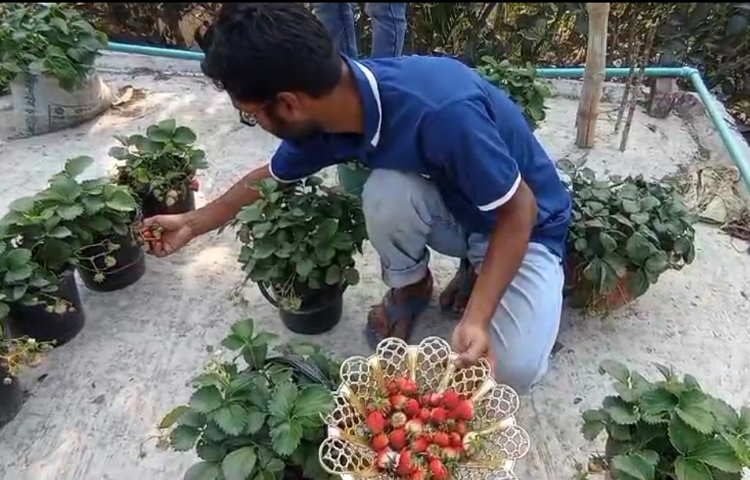 বোনের বাসা থেকে নিয়ে আসা একটি স্ট্রবেরি গাছের চারা দিয়ে ছাদ বাগান গুরু করার পর প্রথমদিকে ভালো ফলন জোটেনি। কিন্তু তিনি হাল ছাড়েননি। দীর্ঘদিনের প্রচেষ্টায় ভালো ফলন পেলে ধীরে ধীরে উৎসাহ বাড়তে থাকে আসিফের। ছবি: শামীম সরকার শাহীন
