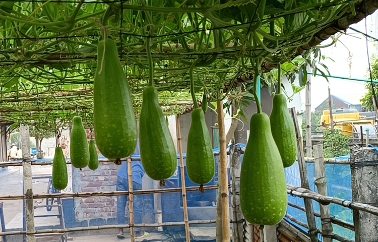 সরেজমিনে দেখা যায়, ৮ শতাংশ জমিতে লাউয়ের বিশাল ক্ষেত্র সৃষ্টি করেছেন মিনজার। তার ক্ষেতের মাচায় থোকায় থোকায় ঝুলছে লাউ। ছবি: রাশেদুল ইসলাম রাজু