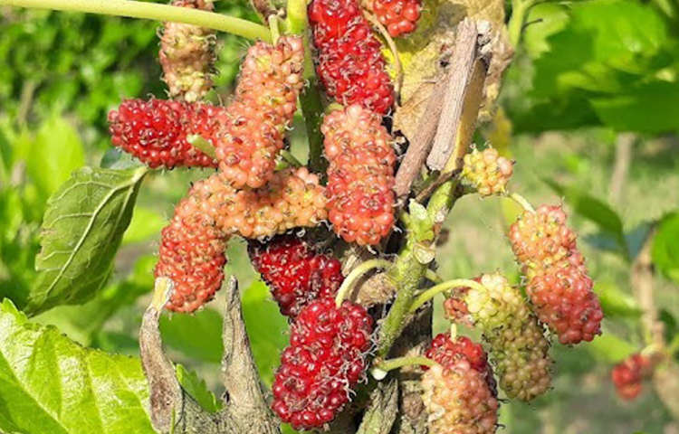 তবে গাছে যে তুঁত ফল হয়, সেগুলো পাকলে পাখি খায়। স্থানীয় ছোট ছোট ছেলে-মেয়েরাও খায়। ছবি: এমদাদুল হক মিলন