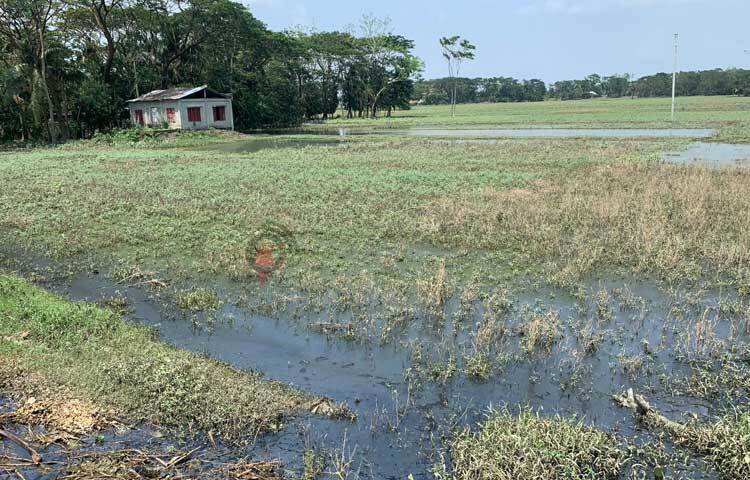 ভেসে গেছের জমির ফসলও। ছবি: আরিফুর রহমান