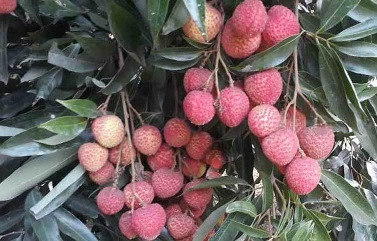 দেশে এ লিচু চাষের কোনো তথ্য পাওয়া যায়নি। ১৩ বছর আগে লাগানো ১০টি গাছে তিন বছর ধরে ফলন পাচ্ছেন অ্যাডভোকেট জাকির হোসেন। ছবি: এমদাদুল হক মিলন