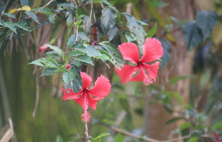 বাড়ির আঙিনায় ফুটে রয়েছে জবা ফুল। ছবি: আরমান খান