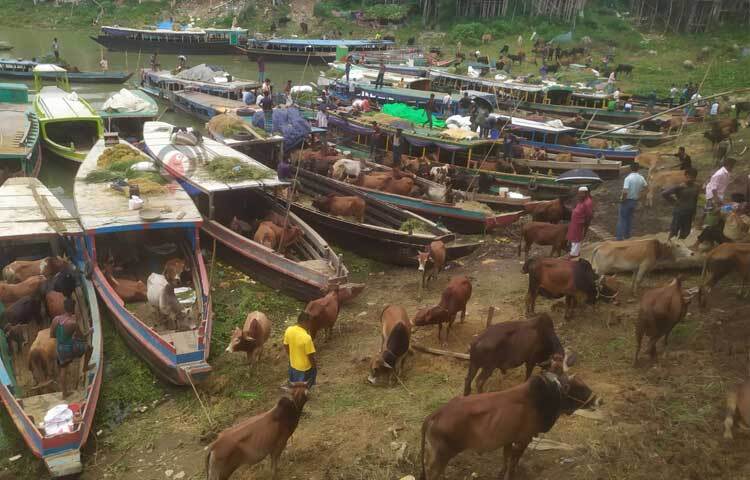 ঘটে সারি করে বেঁধে রাখা হয়েছে কোরবানির পশু বহন করে আনা নৌকাগুলো। ছবি: সাইফুল উদ্দীন
