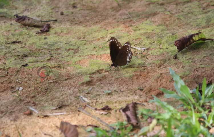 শুধু ফুল থেকে নয়, অনেক সময় মাটি থেকেও খাবার গ্রহণ করে প্রজাপতি। ছবি: আরমান খান