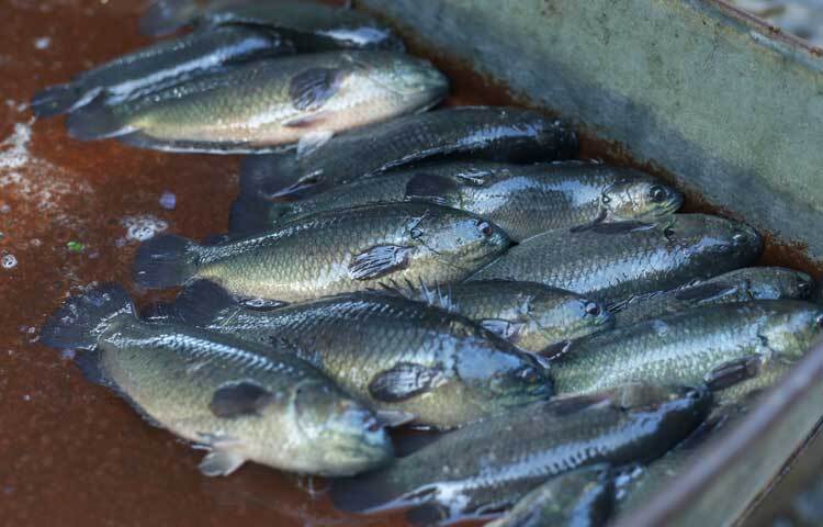 রুই-কাতলা মাছের সাথে বাজারে পাওয়া যাচ্ছে দেশি মাছও। তাজা কই মাছ। ছবি: মাহবুব আলম