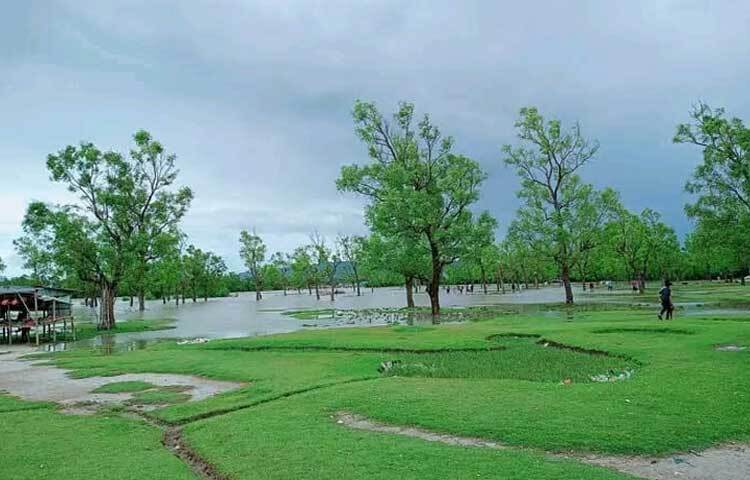 দূর থেকে দেখলে মনে হবে সৈকতজুড়ে সবুজ গালিচা বিছানো। ছবি: এম মাঈন উদ্দিন