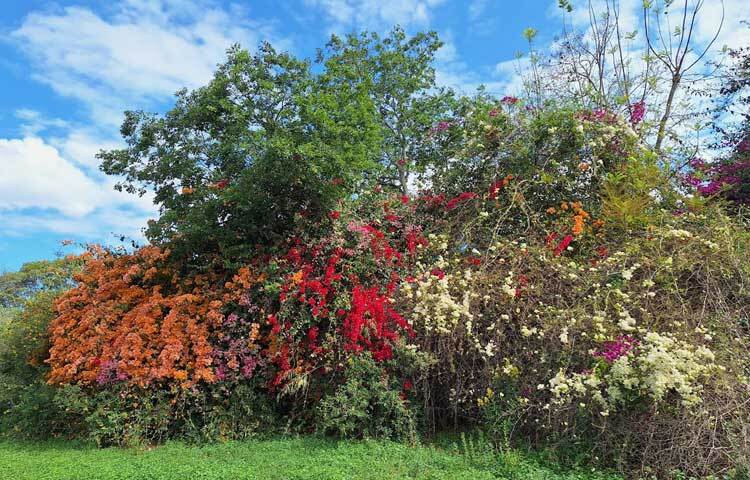 ভিলেজের পাশের বাগান বিলাস। ছবি: মো. ইয়াকুব আলী
