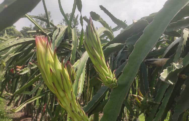 খোরশেদ আলম জানান, থাইল্যান্ড বেড়াতে গিয়ে ড্রাগন ফলের বাগান থেকে ড্রাগনের কাটিং এনে প্রথমে ছাদে একটি চারা রোপণ করেন। দেড় বছর পর ফুল-ফল দেখে উদ্বুদ্ধ হন। পরে বিভিন্ন জায়গা থেকে ৩০টি ড্রাগনের চারা এনে নিজের জমিতে রোপণ করেন। এখন তার ৫০ শতক জমিতে ২ হাজারের বেশি ড্রাগন ফলের গাছ আছে।