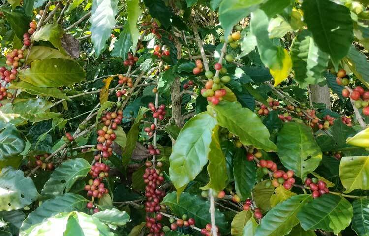 কফিতে ক্যাফেইন থাকায় মানবদেহের ক্লান্তি দূর করতে সহায়ক বলে ধারণা পুষ্টিবিদদের।