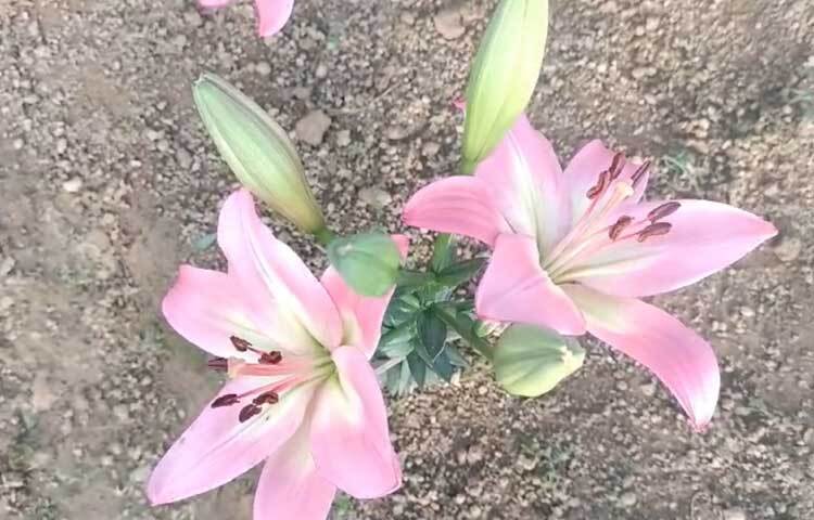 ফুল চাষি মহর আলী বলেন, ‘নেদারল্যান্ডস থেকে আসা বীজ আমার ২ একর জমিতে পরীক্ষামূলক ভাবে চাষ করি। মাত্র ৩৪ দিনেই হারভেস্টে চলে আসে। এতে আমি খুব খুশি। অল্প সময়ের মধ্যে লাভজনক ফুলের চাষ করে সফলতা পেয়েছি। আগামীতে আরও বেশি জমিতে চাষ করার ইচ্ছা আছে।’