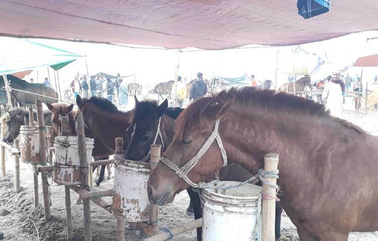 উদ্বোধনের দিন কমপক্ষে ৫০০-৬০০ ঘোড়ার আসবে বলে জানান আয়োজকরা। ৬ ফেব্রুয়ারি মেলার উদ্বোধন হবে।