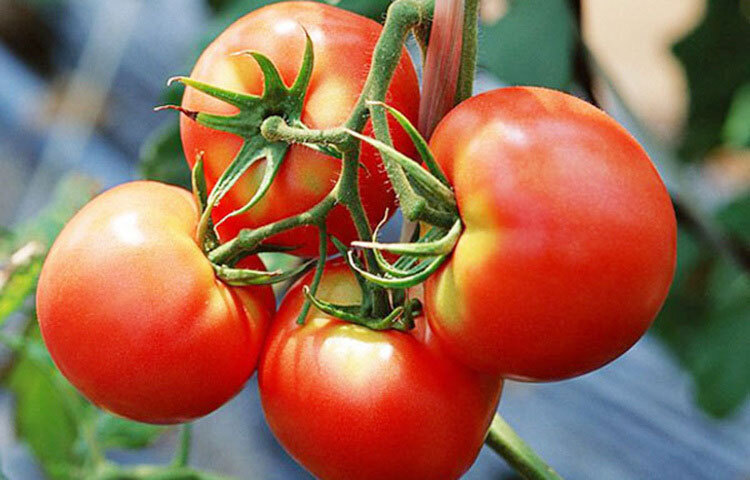 টমেটো সর্দি-কাশি প্রতিরোধে বেশ কার্যকর। সর্দি-কাশি হলে টমেটোর স্যুপ তৈরি করে খেতে পারেন। এতে উপকার পাবেন।