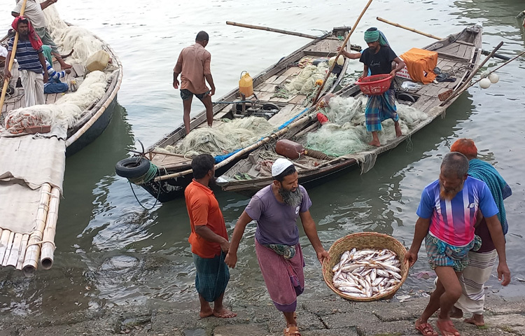 এখন মাছঘাটে ইলিশের বদলে পাঙাশ, রুই, কাতলা, পোয়া, চিংড়ি ও আইড় মাছসহ বিভিন্ন দেশীয় মাছের সরবরাহ বেড়েছে।