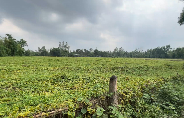 এখানে শতভাগ পরিবার কোনো না কোনোভাবে যুক্ত করলা চাষের সঙ্গে। বছরের বড় সময়জুড়ে মাটি, মানুষ আর প্রকৃতি কথা বলে করলা নিয়ে।