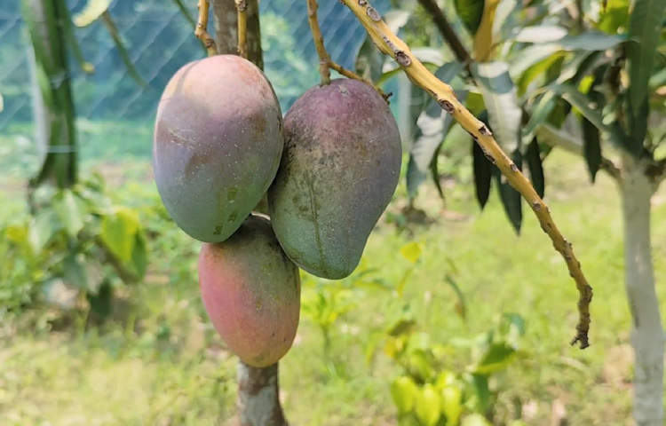 প্রায় আড়াই বছর আগে সদর উপজেলার গোপালপুর গ্রামে ২ বিঘা জমিতে ৭৭টি মিয়াজাকি জাতের আমগাছ রোপণ করেন তিনি। ফল এসেছে ৫০টি গাছে। পরিচর্যা ও অন্যান্য খরচ মিলিয়ে তার ব্যয় হয়েছে প্রায় ২ লাখ টাকা। তবে এই খরচ যে সফলতার গল্প বলবে, তা আগেই বুঝেছিলেন উজ্জ্বল। কেননা, এই জাতের এক কেজি আমের আন্তর্জাতিক বাজারমূল্য প্রায় ২ লাখ টাকা পর্যন্ত ওঠে।