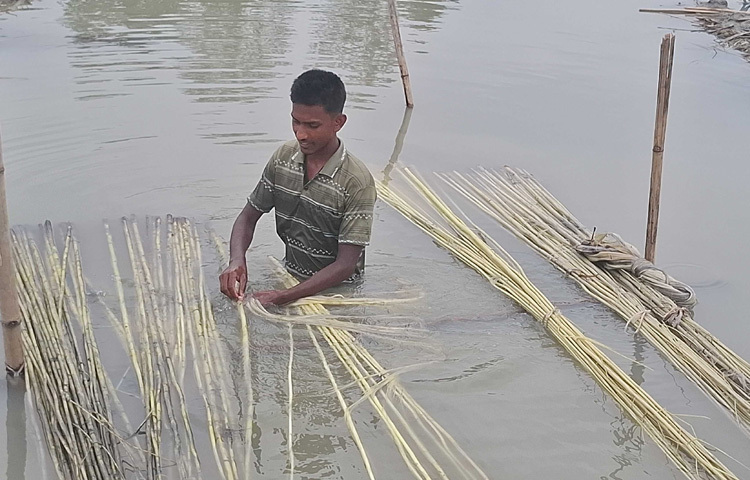 জেলায় গত বছরের চেয়ে চলতি বছর পাটের আবাদ কমেছে। এবার পাটের আবাদ কমলেও অনুকূল আবহাওয়া, উন্নত বীজ এবং কৃষি বিভাগের সহায়তায় ভালো ফলন হয়েছে। গত বছর পানি সংকটের কারণে অনেক কৃষক পাট জাগ দিতে পারেননি। ফলে অনেকের পাট নষ্ট হয়েছে। এতে ক্ষতিগ্রস্ত হন কৃষক।