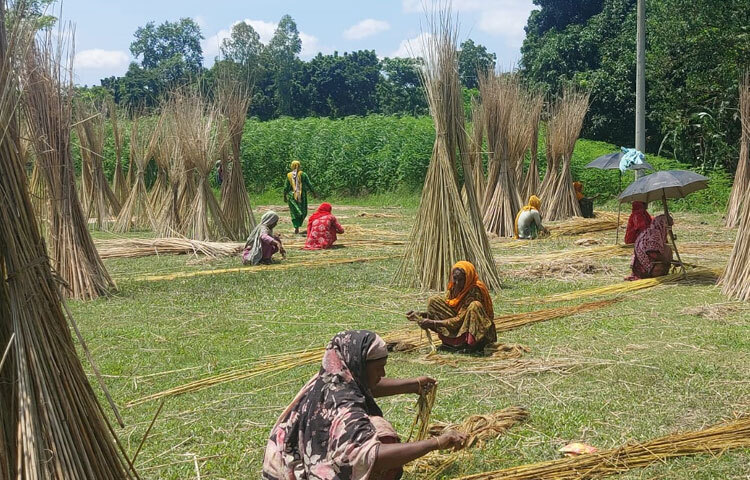 রোজী বলেন, ‌‘সারাবছর তাকিয়ে থাকি কখন পাটের আঁশ ছাড়ানোর সময় আসবে। ৭-৮ ঘণ্টা পাটের আঁশ ছাড়িয়ে যে পাটকাঠি পাই, তা যদি বিক্রি করি তাহলে ৪০০-৫০০ টাকা হয়। শুধু বিক্রি নয়, পাটকাঠি সারাবছর রান্নার জ্বালানি হিসেবে ব্যবহার করি। এক-দেড় মাস পাটের আঁশ ছাড়ানোর কাজ হয়। এ সময়ের বাড়তি আয়ে সংসারের বেশ উপকার হয়।’