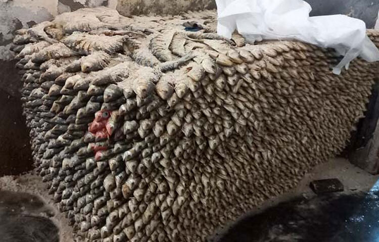 চাঁদপুরে মৌসুমের শেষ সময়ে ইলিশ সংরক্ষণ করা হচ্ছে বিশেষ প্রক্রিয়ায়। ইলিশ কেটে লবণ মেখে সংরক্ষণ করা হয়, যা স্থানীয়ভাবে পরিচিত ‘নোনা ইলিশ’ নামে। পাশাপাশি ইলিশ থেকে আলাদা করা ডিম বিশেষ বক্সে সংরক্ষণ করে বিক্রি করা হচ্ছে চাঁদপুরসহ দেশের বিভিন্ন স্থানে। ছবি: শরীফুল ইসলাম