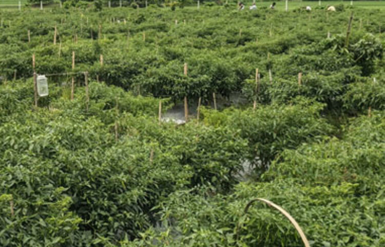 উপজেলা কৃষি কর্মকর্তা মোস্তফা হাসান ইমাম বলেন, ‘সারোয়ার সেলিম মালয়েশিয়া প্রবাসী ছিলেন। গত বছর দেশে ফিরে মরিচ, করলাসহ রবিশষ্য চাষের পরামর্শ নিতে আসেন। আমরা তাকে সব ধরনের পরামর্শ দিই। চলতি বছর তিনি ব্যাপক সফলতা পেয়েছেন। তার দেখাদেখি অনেকে এখন মরিচ চাষে আগ্রহ দেখাচ্ছেন।’